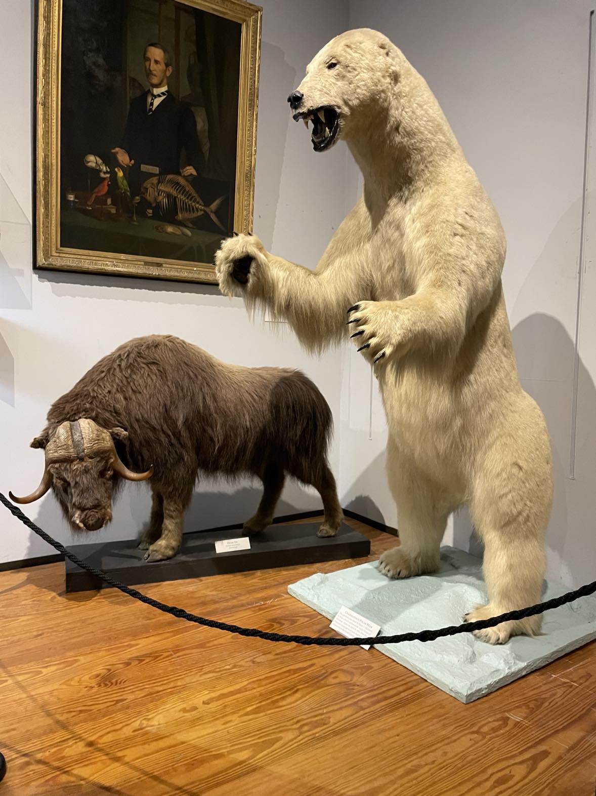 charleston-museum
