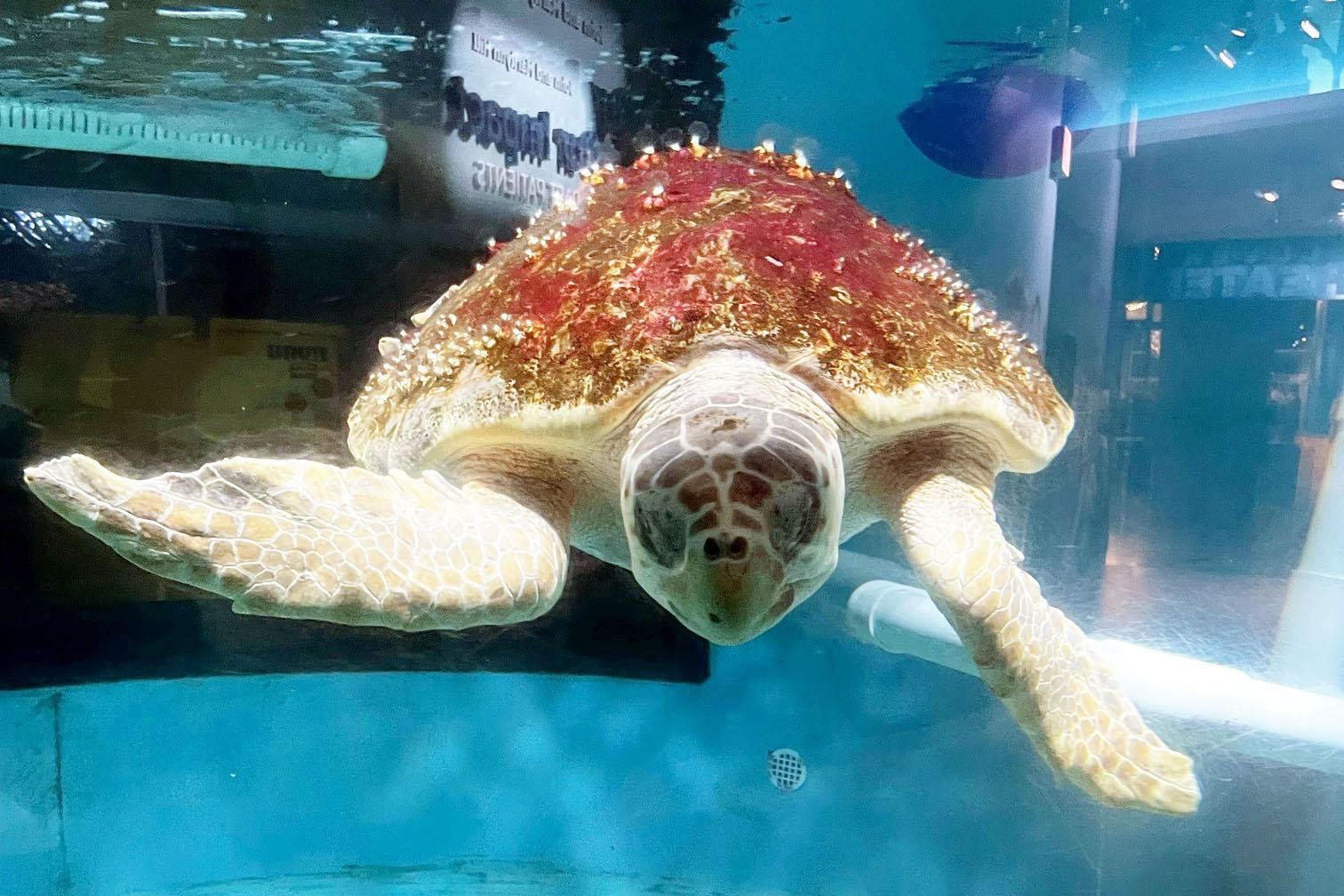 south_carolina_aquarium